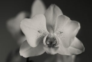 biljke