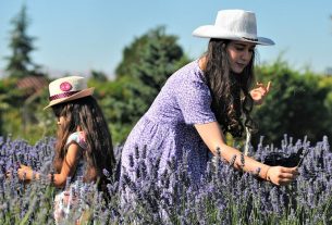 lavanda